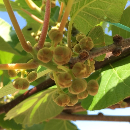 キウイフルーツ キウイフルーツ