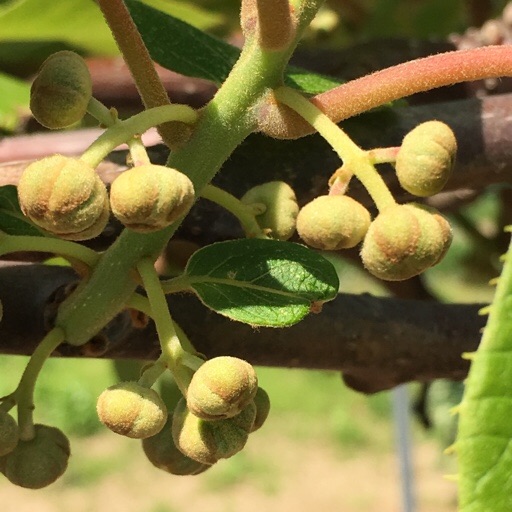 キウイフルーツ キウイフルーツ