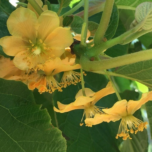 キウイフルーツ キウイフルーツ