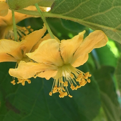 キウイフルーツ キウイフルーツ