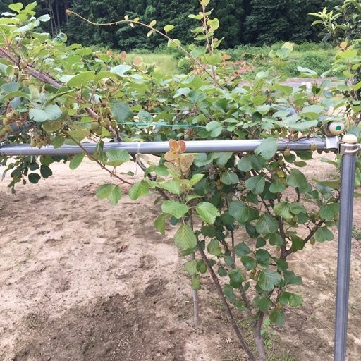 キウイフルーツ