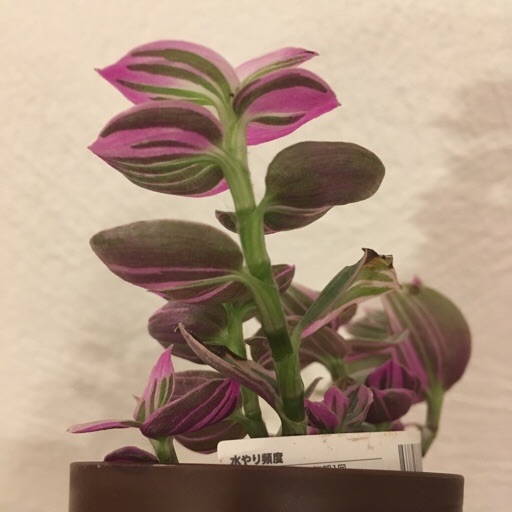 トラディスカンティア