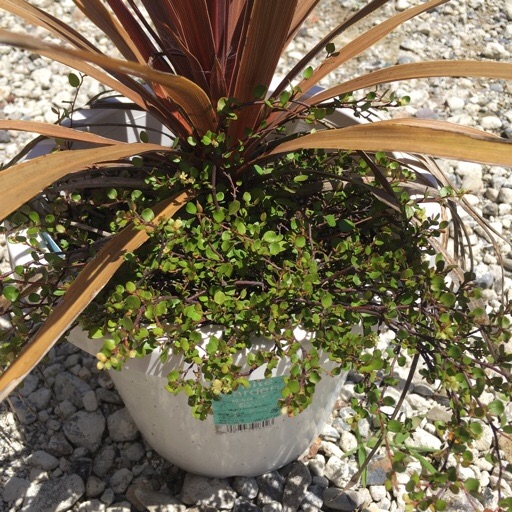 ワイヤープランツ