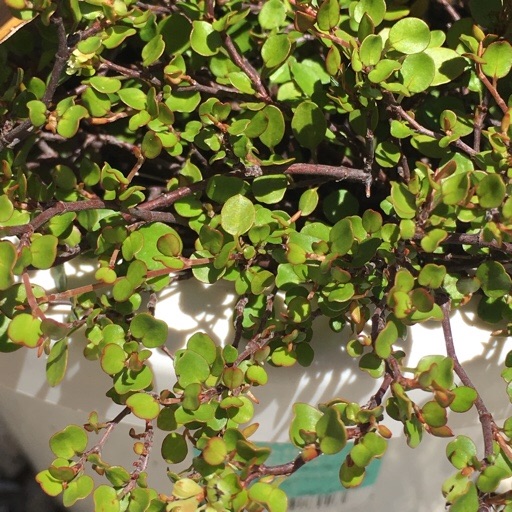 ワイヤープランツ