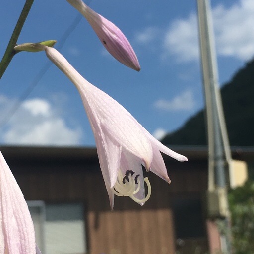 ホスタ ホスタ
