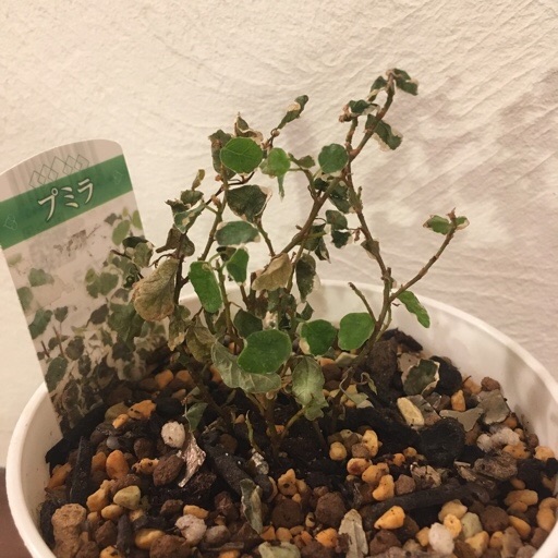 プミラ プミラ