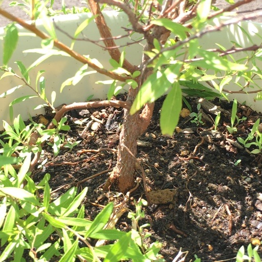 ユキヤナギ ユキヤナギ
