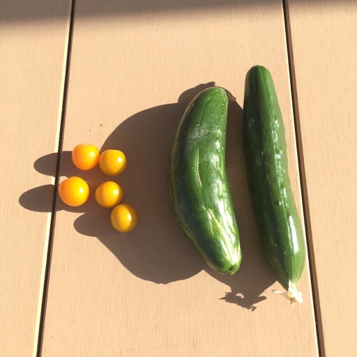夏野菜 夏野菜
