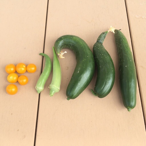 夏野菜 夏野菜