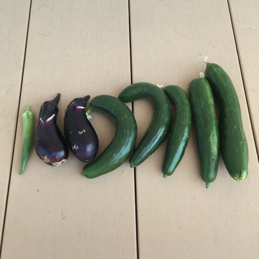 夏野菜 夏野菜
