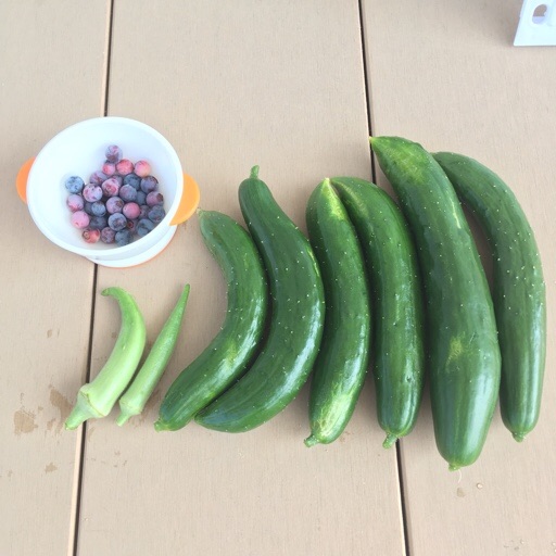 夏野菜 夏野菜