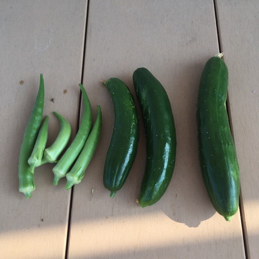 夏野菜 夏野菜