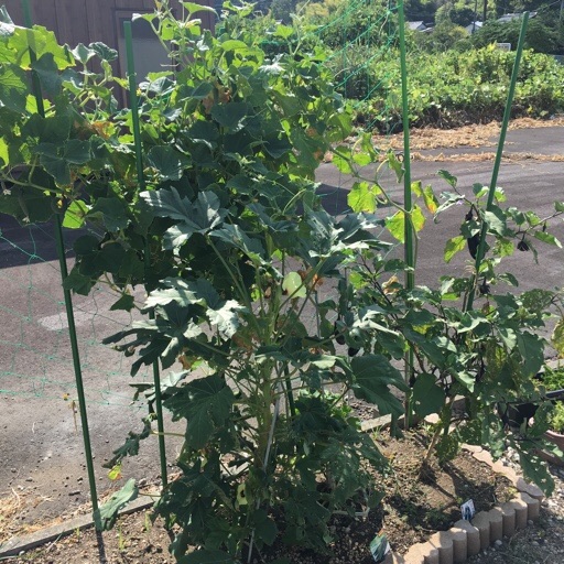 夏野菜 夏野菜