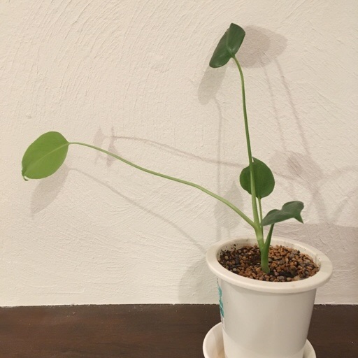 モンステラ モンステラ