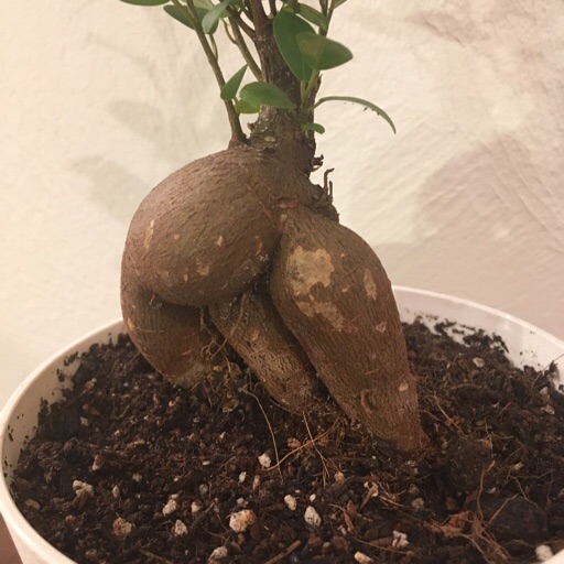 ガジュマル ガジュマル