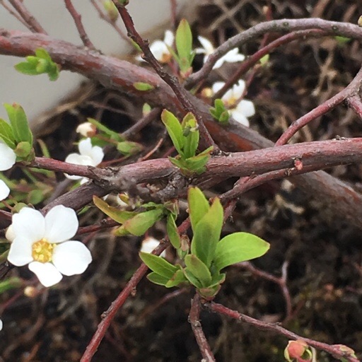 ユキヤナギ ユキヤナギ