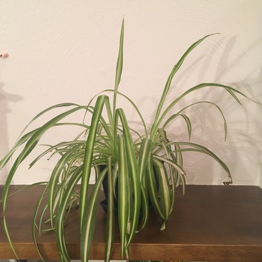 オリヅルラン オリヅルラン