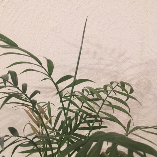テーブルヤシ テーブルヤシ