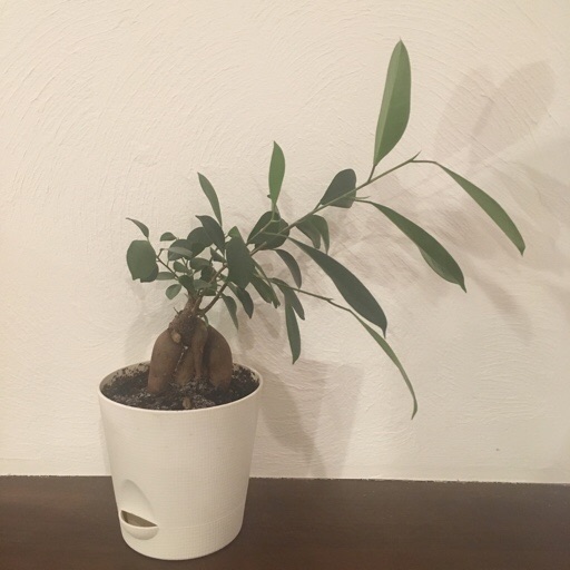 ガジュマル ガジュマル