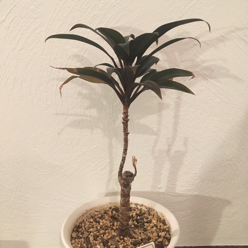  ドラセナマッサンゲアナ