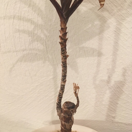  ドラセナマッサンゲアナ