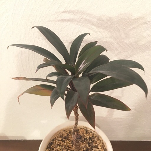  ドラセナマッサンゲアナ