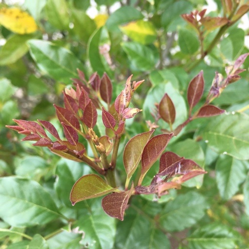 36 シマトネリコ ハマキムシのフン発見 植物の生長記録 By Yasai18
