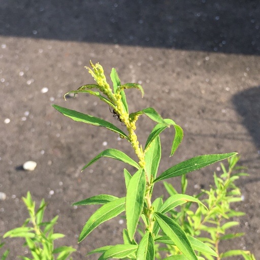 ユキヤナギ ユキヤナギ