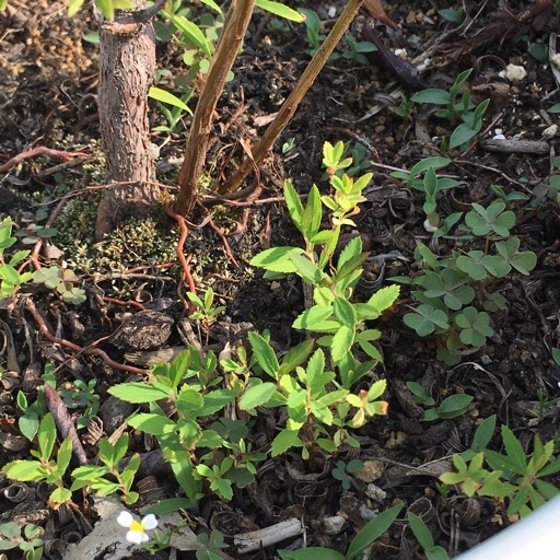 ユキヤナギ ユキヤナギ