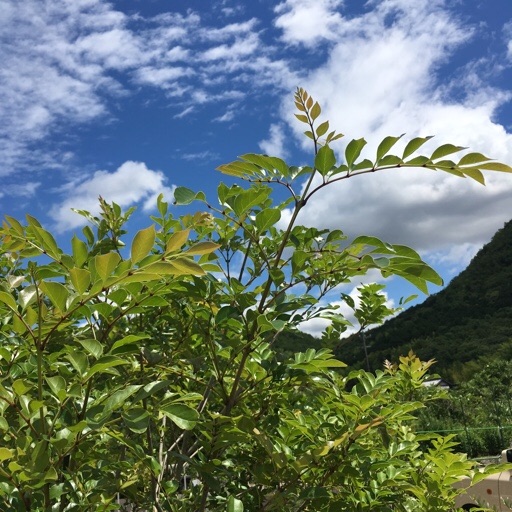 シマトネリコ シマトネリコ