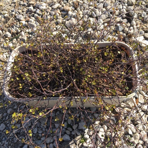 ワイヤープランツ