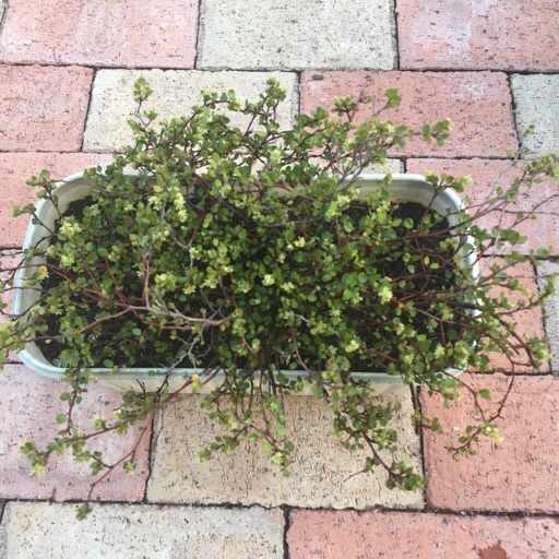 ワイヤープランツ