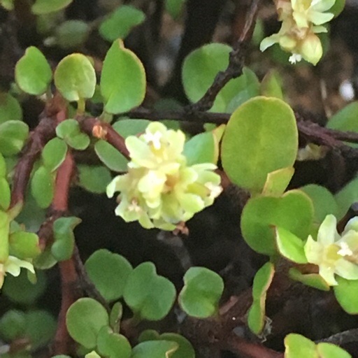 ワイヤープランツ