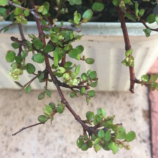 ワイヤープランツ