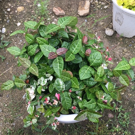 ハツユキカズラ