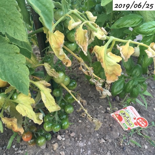 f:id:yasai18:20190704205007j:image