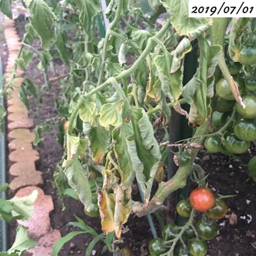 f:id:yasai18:20190704205014j:image