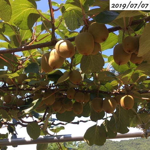 キウイフルーツ