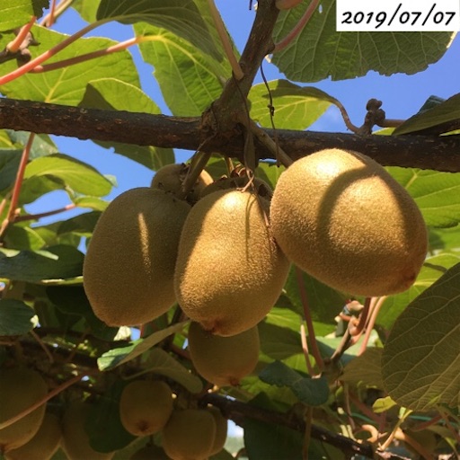 キウイフルーツ