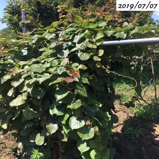 キウイフルーツ