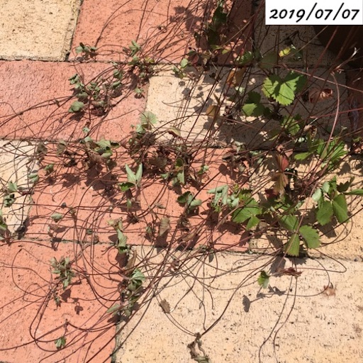 ワイルドストロベリー