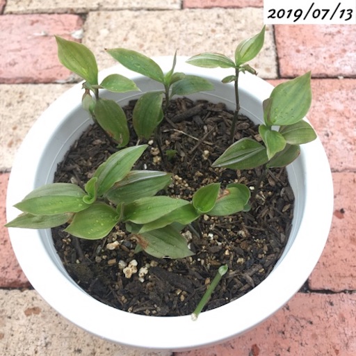 トラディスカンティアの挿し木