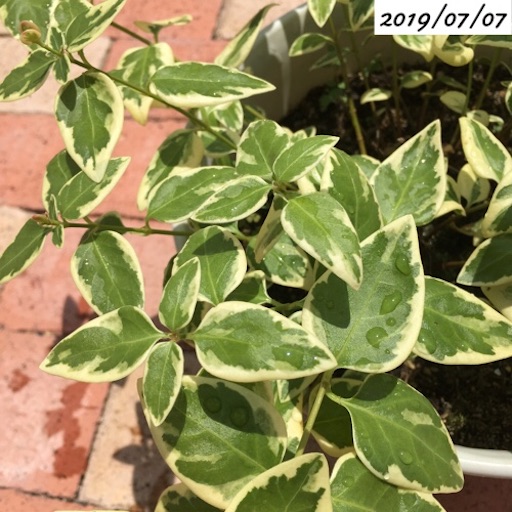 ツルニチニチソウ