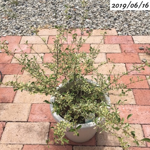 シルバープリペット