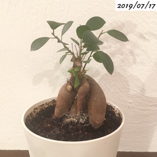 27 ガジュマル 剪定後 さっそく新芽が出ました 植物の生長記録 By Yasai18