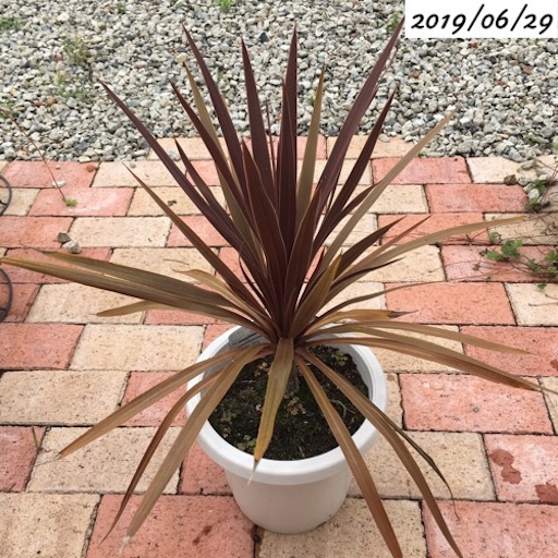 コルジリネレッドスター