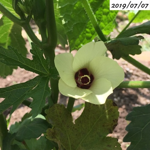 f:id:yasai18:20190817062121j:image