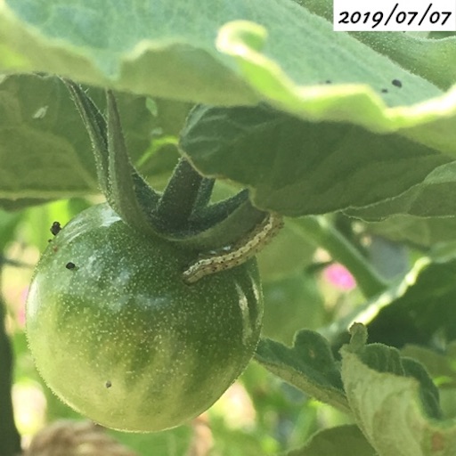 f:id:yasai18:20190817062125j:image