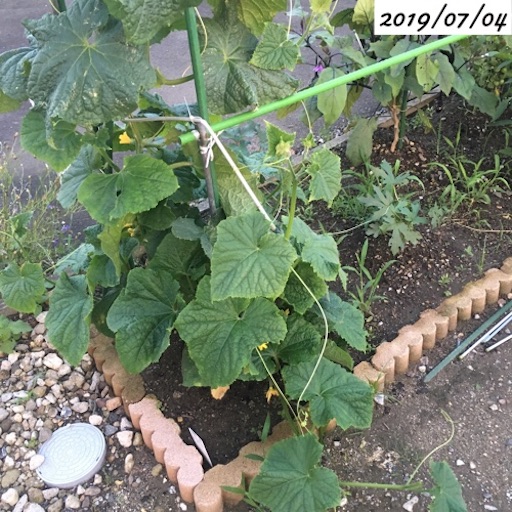 f:id:yasai18:20190817062133j:image