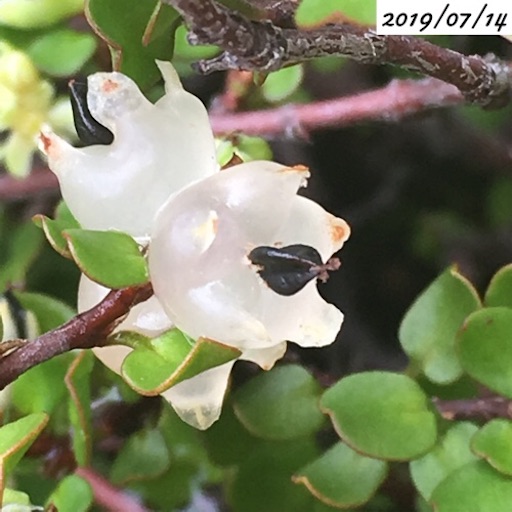 ワイヤープランツ